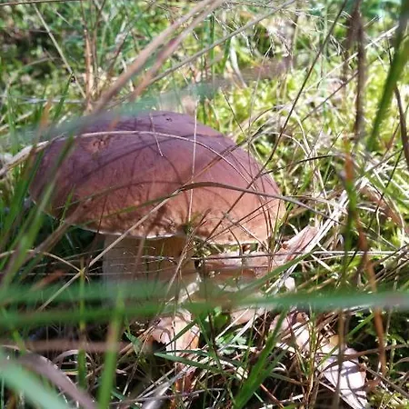 Raciborowka * Swietajno (Szczytno)