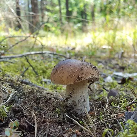 Rum i privatbostad Raciborowka Swietajno (Szczytno)
